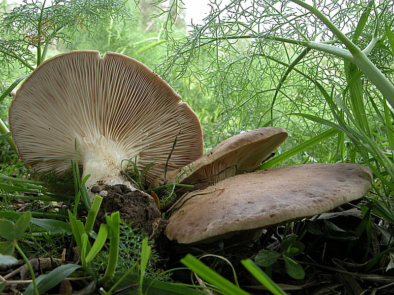 Pleurotus eryngii var.ferulae